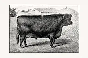 Livestock Art Prints: Aberdeen Angus Cattle. Antique cattle illustration of a bull from an 1887 livestock book
