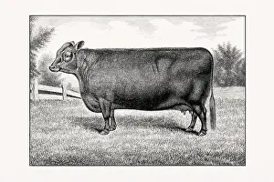 Livestock Art Prints: Aberdeen Angus Cattle. Vintage cattle illustration of a cow from an 1887 livestock book