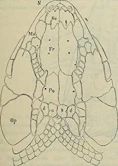 Bookcollectionbiodiversity Prints: Abhandlungen der Königlich Bayerischen Akademie der Wissenschaften