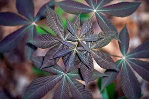 Abstract compound palmate leaf patterns (shallow depth-of-field) - Pisgah National Forest, Brevard, North Carolina, USA