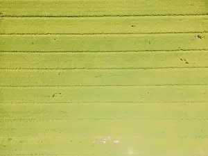 Parcels Prints: Abstract geometric shapes of agricultural parcels of different crops in yellow and green colors