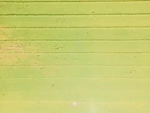 Parcels Prints: Abstract geometric shapes of agricultural parcels of different crops in yellow and green colors