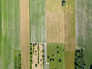 Arable Prints: Abstract geometric shapes of agricultural parcels of different crops in yellow and green colors