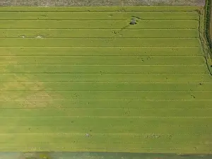 Arable Prints: Abstract geometric shapes of agricultural parcels of different crops in yellow and green colors