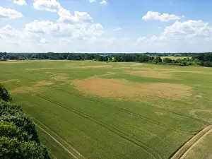 Arable Prints: Abstract geometric shapes of agricultural parcels of different crops in yellow and green colors