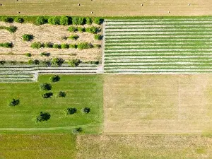 Arable Prints: Abstract geometric shapes of agricultural parcels of different crops in yellow and green colors