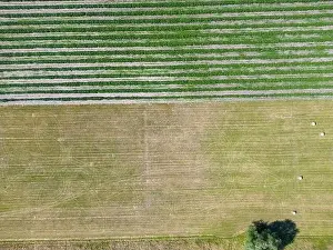 Arable Prints: Abstract geometric shapes of agricultural parcels of different crops in yellow and green colors