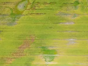 Directly Above Prints: Abstract geometric shapes of agricultural parcels of different crops in yellow and green colors