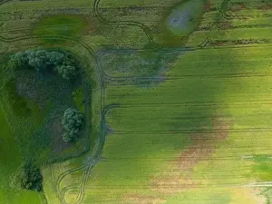 Arable Prints: Abstract geometric shapes of agricultural parcels of different crops in yellow and green colors