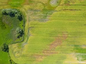 Arable Prints: Abstract geometric shapes of agricultural parcels of different crops in yellow and green colors