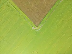 Arable Prints: Abstract geometric shapes of agricultural parcels of different crops in yellow and green colors