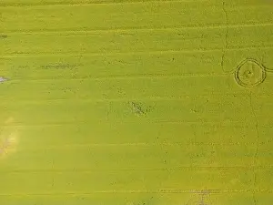 Arable Prints: Abstract geometric shapes of agricultural parcels of different crops in yellow and green colors