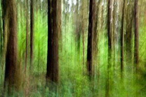 Forest Collection: Abstract Image of Hoh Rainforest - Olympic National Park, near Forks, Washington, USA