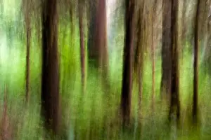 Abstract Image of Hoh Rainforest - Olympic National Park, near Forks, Washington, USA