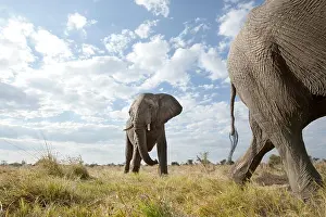 Botswana Prints: An abstract image from a low angle of elephants as they walk from Hwange national Park to Chobe National Park
