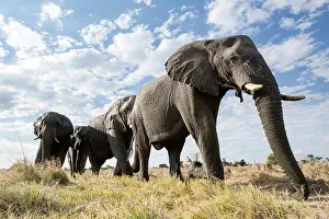 An abstract image from a low angle of elephants as they walk from Hwange national Park to Chobe National Park, Botswana