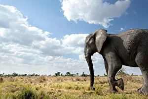 An abstract image from a low angle of elephants as they walk from Hwange national Park to Chobe National Park, Botswana