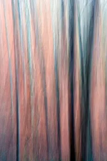 Abstract Image of Trees in Pisgah National Forest - near Brevard, North Carolina USA