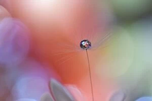 Nature Collection: Abstract macro photo with dandelion and water drops.Amazing Colorful Wallpaper.Orange