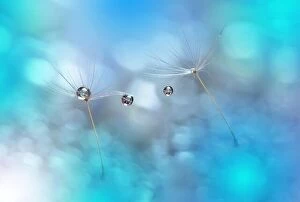 Nature Collection: Abstract macro photo with water drops. Dandelion seed.Artistic Background for desktop.Blue