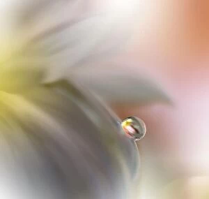 Nature Collection: Abstract macro photo with water drops.Amazing Colorful Wallpaper.Orange Colors.Beautiful Nature