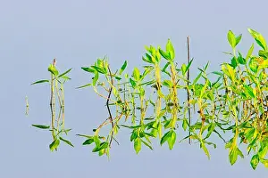 Water Quality Prints: An abstract photo of plants in calm water casting mirror like reflections near Liberty Lake