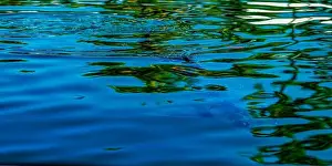 Florida Keys Prints: An abstract photo of a Tarpon (Megalops atlanticus) just under the surface of the water in a canal in the Florida Keys