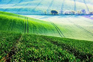 Landscape Prints: Abstract rural landscape with green agricultural fields and trees on spring hills