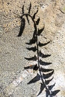 Forest Collection: Abstract shadow of fern against rock in Pisgah National Forest - Brevard, North Carolina; USA