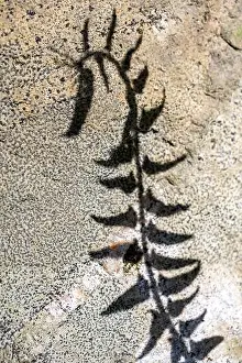 North Carolina Prints: Abstract shadow of fern against rock in Pisgah National Forest - Brevard
