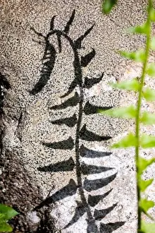 Abstract shadow of fern against rock in Pisgah National Forest - Brevard, North Carolina; USA
