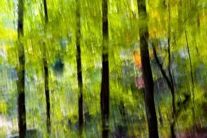 Forest Collection: Abstract Tree Blurs on Coontree Trail - Pisgah National Forest - near Brevard, North Carolina USA