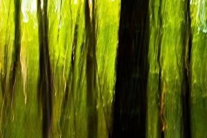 Images Dated 22nd September 2013: Abstract Tree Blurs on Coontree Trail - Pisgah National Forest - near Brevard, North Carolina USA