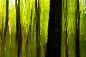 Abstract Tree Blurs on Coontree Trail - Pisgah National Forest - near Brevard, North Carolina USA