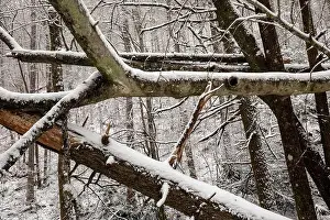 Abstract tree trunk patterns in winter - Pisgah National Forest, near Brevard, North Carolina, USA