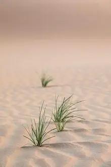 Abstract view of sand dunes in the desert at sunrise with green plants