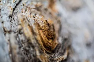 Natural Background Prints: Abstract wood background