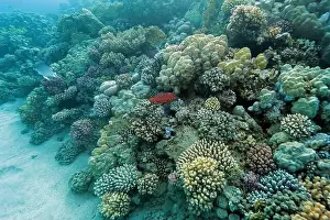 Underwater Photograph Prints: Abu Dabab Coral reef near Marsa Alam, underwater photograph, Red Sea, Egypt