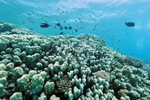 Underwater Photograph Prints: Abu Dabab Coral reef near Marsa Alam, underwater photograph, Red Sea, Egypt