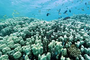 Underwater Photograph Prints: Abu Dabab Coral reef near Marsa Alam, underwater photograph, Red Sea, Egypt