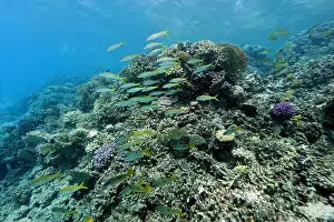 Underwater Photograph Prints: Abu Dabab Coral reef near Marsa Alam, underwater photograph, Red Sea, Egypt