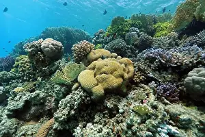 Underwater Photograph Prints: Abu Dabab Coral reef near Marsa Alam, underwater photograph, Red Sea, Egypt