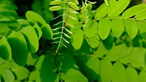 Acacia Prints: Acacia leaves in summer sunshine green beautiful leaves