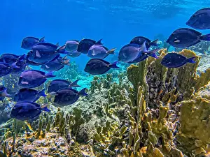 Sponges Prints: Acanthurus coeruleus is a species of marine ray-finned fish belonging to the family Acanthuridae