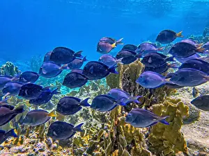 Sponges Prints: Acanthurus coeruleus is a species of marine ray-finned fish belonging to the family Acanthuridae