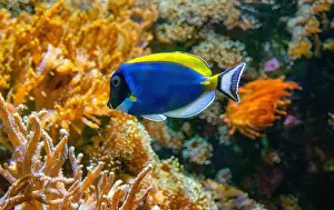 Perciformes Prints: Acanthurus leucosternon, commonly known as the blue surgeonfish
