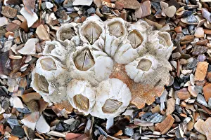 Molluscs Prints: Acorn barnacles / Rock barnacles (Semibalanus balanoides) on crab's shell, Belgium