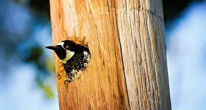Dinosaur Prints: An Acorn Woodpecker (Melanerpes formicivorus) in a telephone pole in Atherton California