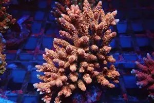 Polyp Prints: Acropora SPS coral is one of the most popular coral in home reef aquaria hobby