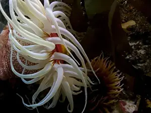 Polyp Prints: Actinia equina on an offshore reef. Marine aquarium
